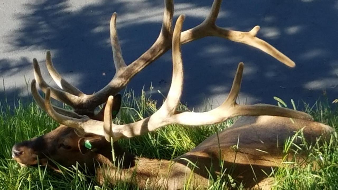 Wildwood Inn Estes Park Buitenkant foto
